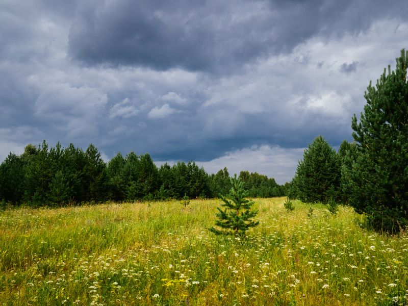 Pasture Clearing in Houston, TX